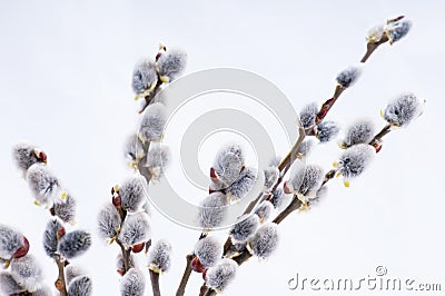 Beautiful willow flowers Stock Photo