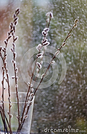 Beautiful willow flowers branches closeup photo Stock Photo