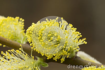 Beautiful willow flowers Stock Photo