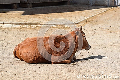 Beautiful Pygmy Zebu Cow Closeup on Sun Stock Photo Stock Photo