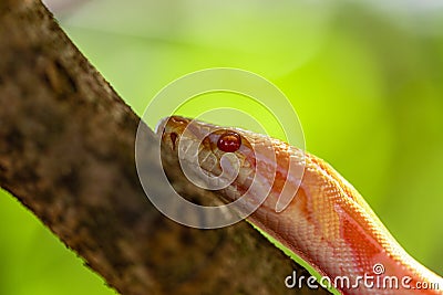 Beautiful Python molurus albina on tree branch Stock Photo