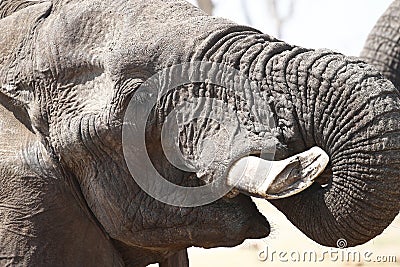 Beautiful quiet Elephant up close and happy Stock Photo