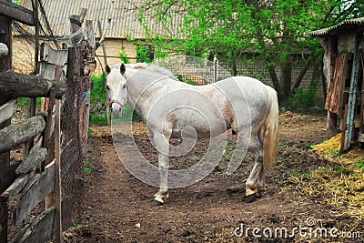 Beautiful, quiet, white horse waits in paddock Stock Photo