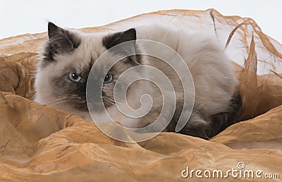 beautiful ragdoll cat Stock Photo