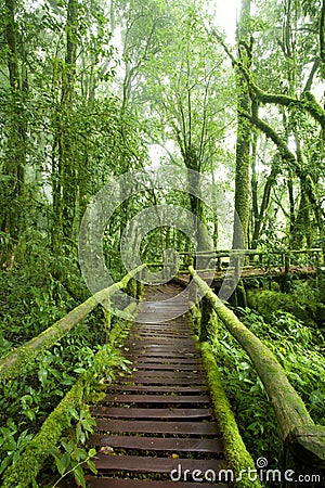 Beautiful rain forest Stock Photo