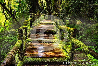 Beautiful rain forest at ang ka nature trail Stock Photo