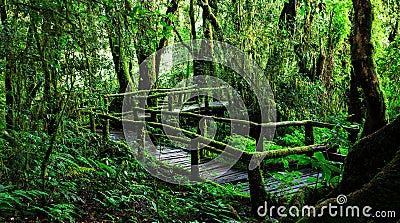 Beautiful rain forest at ang ka nature trail Stock Photo