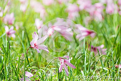 Beautiful Rain Lily Flower, Zephyranthes Lily Fairy Lily Little Stock Photo