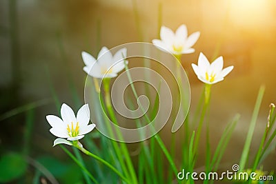 Beautiful rain lily flower. Zephyranthes Lily Stock Photo