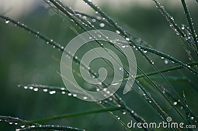 Beautiful rainy drop on the grass Stock Photo