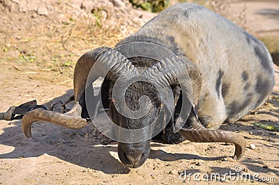 Beautiful ram with twisted into a spiral horns Stock Photo