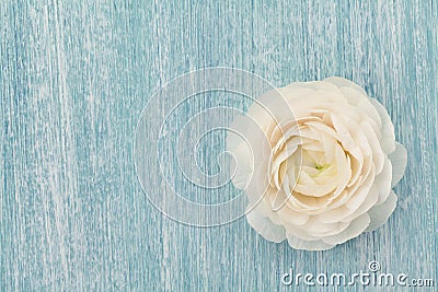 Beautiful ranunculus on blue shabby background, spring flower, vintage card Stock Photo