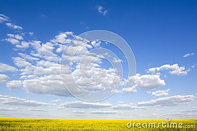 Beautiful field and clear blue sky Stock Photo