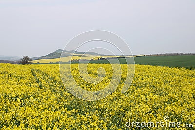 Beautiful rape field Stock Photo