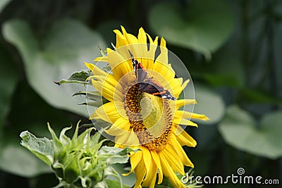 Beautiful rare Admiral butterfly collecting pollen on a flower of a sunflower Stock Photo