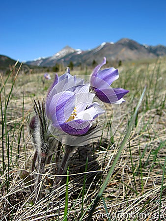 Beautiful Prairie Crocus Flowers, Pulsatilla nuttalliana, in Spring, Waterton Lakes National Park, Alberta Stock Photo
