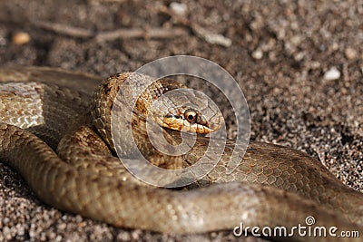A magnificent rare Smooth Snake, Coronella austriaca, coiled up in heathland in the UK. Stock Photo