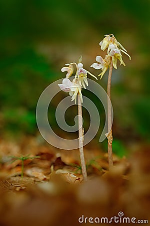 Beautiful rare wild orchid Ghost Orchid, Epipogium aphyllum. Orchid in the forest. Two flower orchid in the nature habitat. Ghost Stock Photo