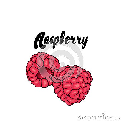 Beautiful raspberry. Vector illustration. Tropical fruits. Vector Illustration