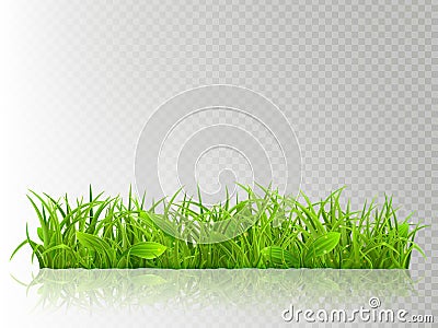 Beautiful realistic detailed fresh green grass, isolated on transparent background. Spring or summer object ready to use Vector Illustration