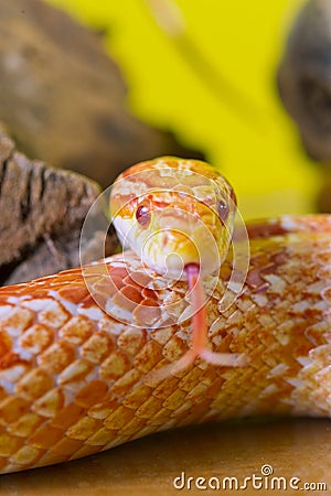 Beautiful red albino corn snake reptile on yellow green blurred Stock Photo