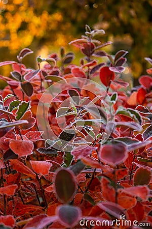 Beautiful red aronia leaves with a frosty edge. Morning sceney in the garden. Autumn morning with bright red leaves. Stock Photo