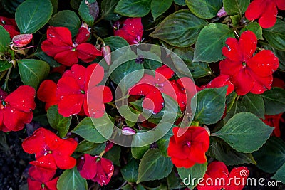 Beautiful red balsamins flowers with blossom in the garden Stock Photo