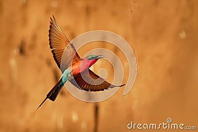 Beautiful red bird - Southern Carmine Bee-eater - Merops nubicus nubicoides flying and sitting on their nesting colony in Mana Stock Photo