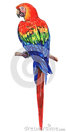 Beautiful red, blue, green Scarlet Macaw, Ara parrot on branch, colorful exotic bird, isolated, hand drawn watercolor Cartoon Illustration