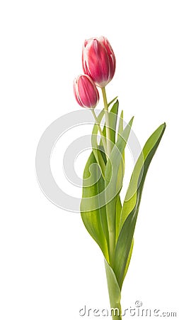 Beautiful bouquet tulip on a white background Stock Photo