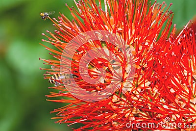 Beautiful of Red bush willow or Thai powder puff flower Stock Photo