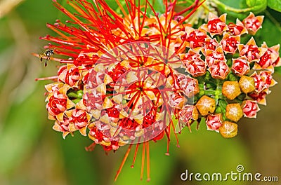 Beautiful of Red bush willow or Thai powder puff flower Stock Photo