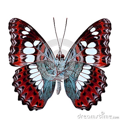 Beautiful red butterfly, Common Commander (moduza procris) under Stock Photo