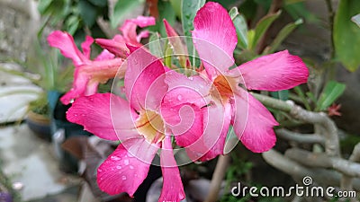 Beautiful red Cambodian adenium flowers exposed to morning dew Stock Photo