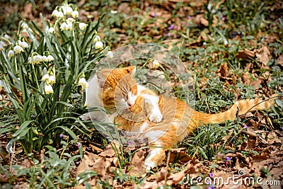 A beautiful red cat lies in the spring forest near the snow sledges Stock Photo