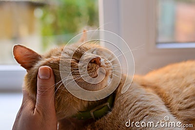 Beautiful red cat lies on the windowsill on a sunny day. Girl strokes the cat. Close-up. The pet is resting at home. Free space Stock Photo