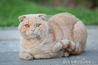 A beautiful red cat sits elegantly on the sidewalk Stock Photo