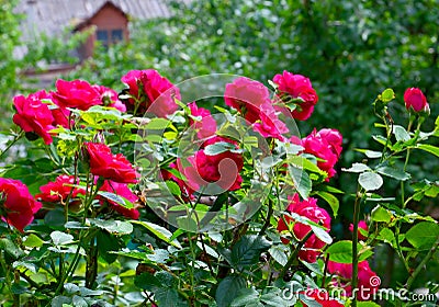 Beautiful red climbing roses in the summer garden.Decorative flowers or gardening concept. Stock Photo