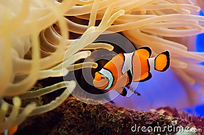 Beautiful red clownfish macro Stock Photo