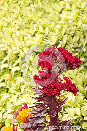 Beautiful red Cockscomb flower Stock Photo