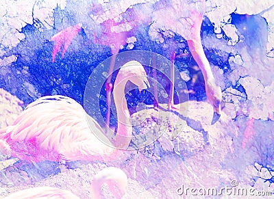 Beautiful red colored bird - Phoenicopterus ruber. Red flamingo and graphic effect. Computer collage. Stock Photo