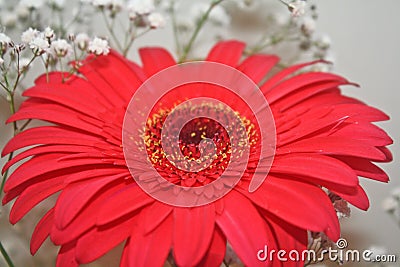 Flowers and colors, beautiful red daisy. Stock Photo
