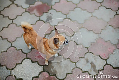 Beautiful red dog chihuahua stands on a tile Stock Photo