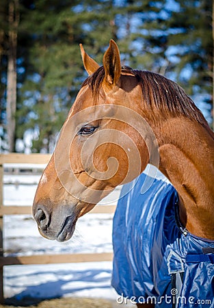 Beautiful red don mare horse Stock Photo