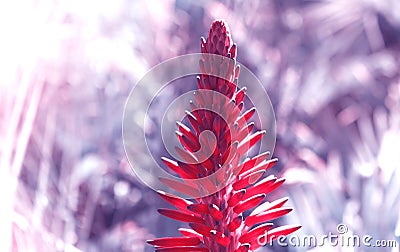 Red flower aloe with a soft focus of summer morning in the grass in the sunlight close-up macro. Blurred purple backgro Stock Photo