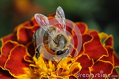 Beautiful red flower with bee in the summer garden Stock Photo