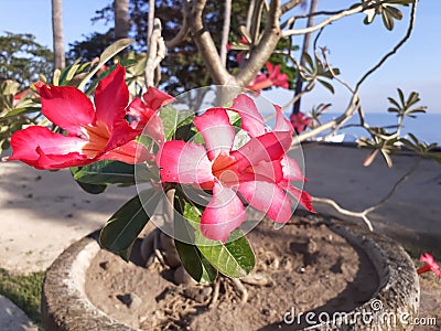 Beautiful red flower blooming in the morining Stock Photo