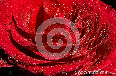 Beautiful red flower with dew drops on top, close up .bright red rose background. Stock Photo
