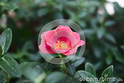 Red flower in the garden with beautiful green leaves all around Stock Photo