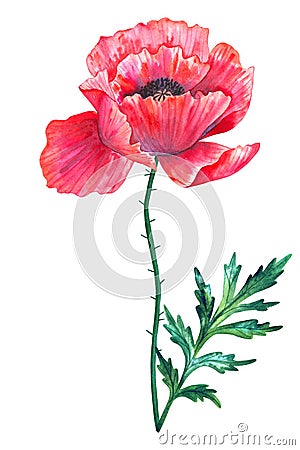 Beautiful red flower poppy with leaf. Hand drawn watercolor illustration. Isolated on white background Stock Photo